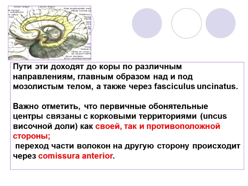 Пути эти доходят до коры по различным направлениям, главным образом над и под мозолистым